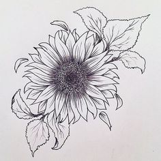 236x236 How To Draw Sunflowers - Sunflower Images For Drawing