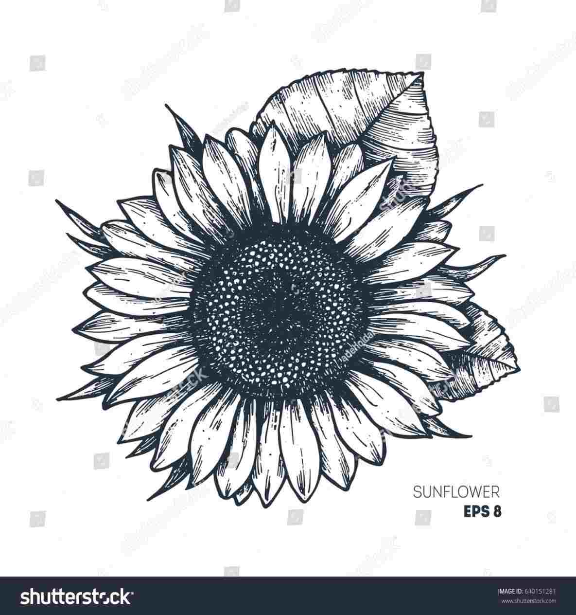 1185x1264 Small Sunflower Drawing Drawings Clipartrhworldartsmecom Line - Sunflower Line Drawing