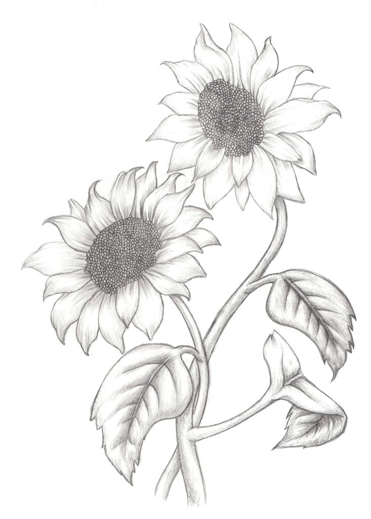 Sunflower Line Drawing at Explore collection of