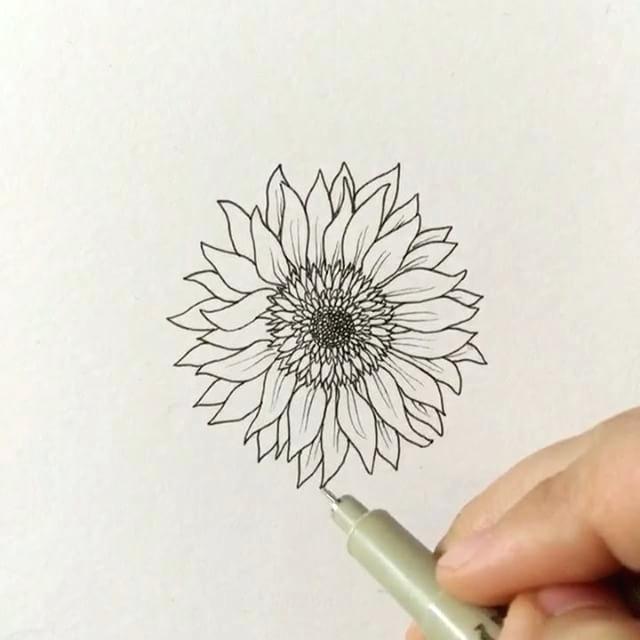 640x640 Sunflower Images For Drawing How To Draw A Sunflower Easy Step - Sunflower Line Drawing