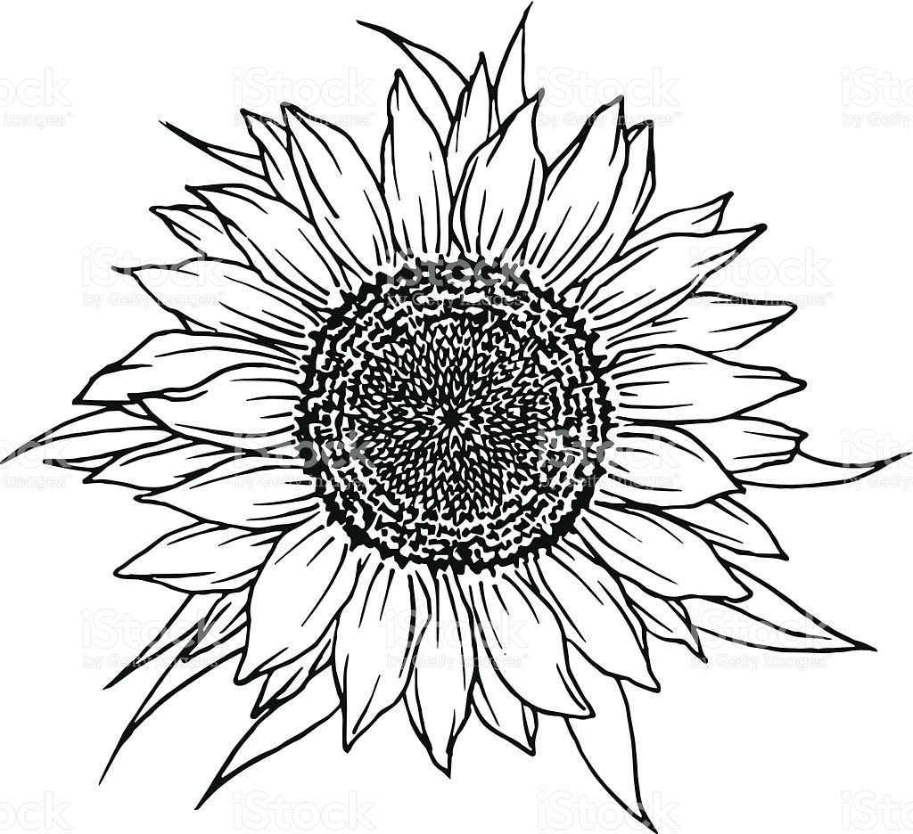 Sunflower Line Drawing at PaintingValley.com | Explore collection of