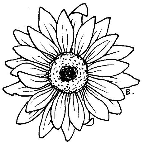 462x462 Sunflower Line Art Free Download Clip Art - Sunflower Line Drawing