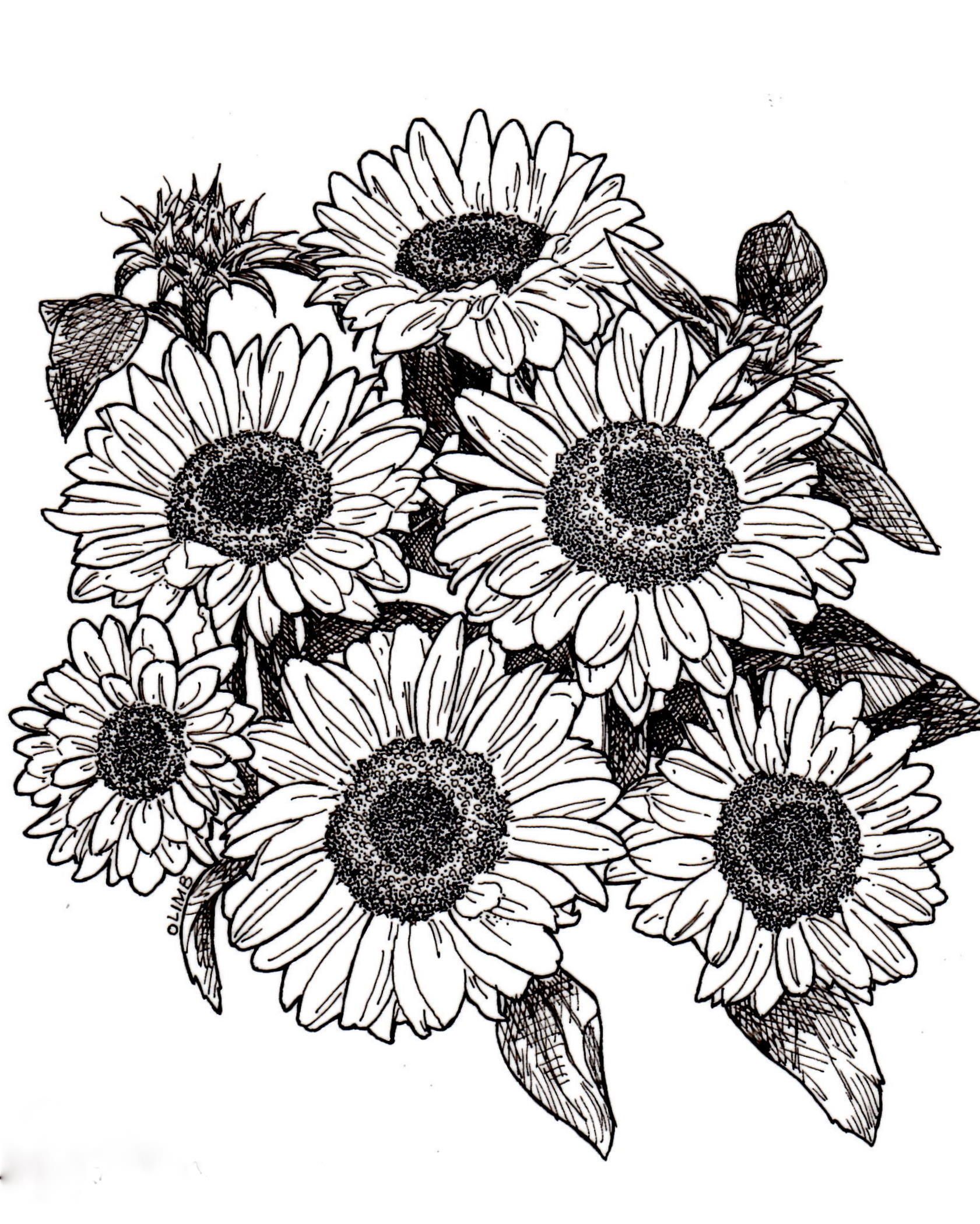 1681x2099 Sunflower Line Drawing At Getdrawings Abstract Flower - Sunflower Line Drawing
