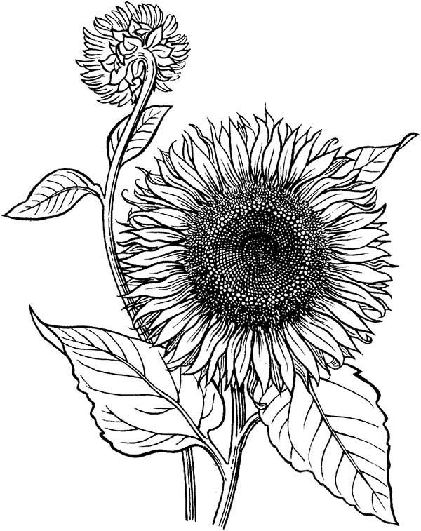 600x757 Sunflower Sunflower Is Blooming Coloring - Sunflower Line Drawing