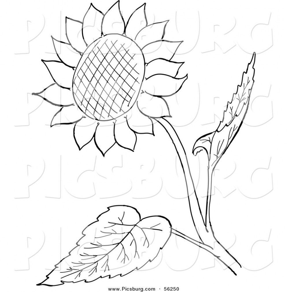 993x1012 Clip Art Of A Sunflower And Leaves Black And White Line Art - Sunflower Line Drawing