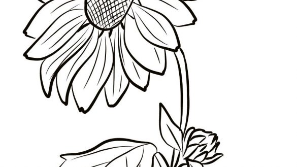 585x329 Drawing Ideas Sunflower - Sunflower Line Drawing