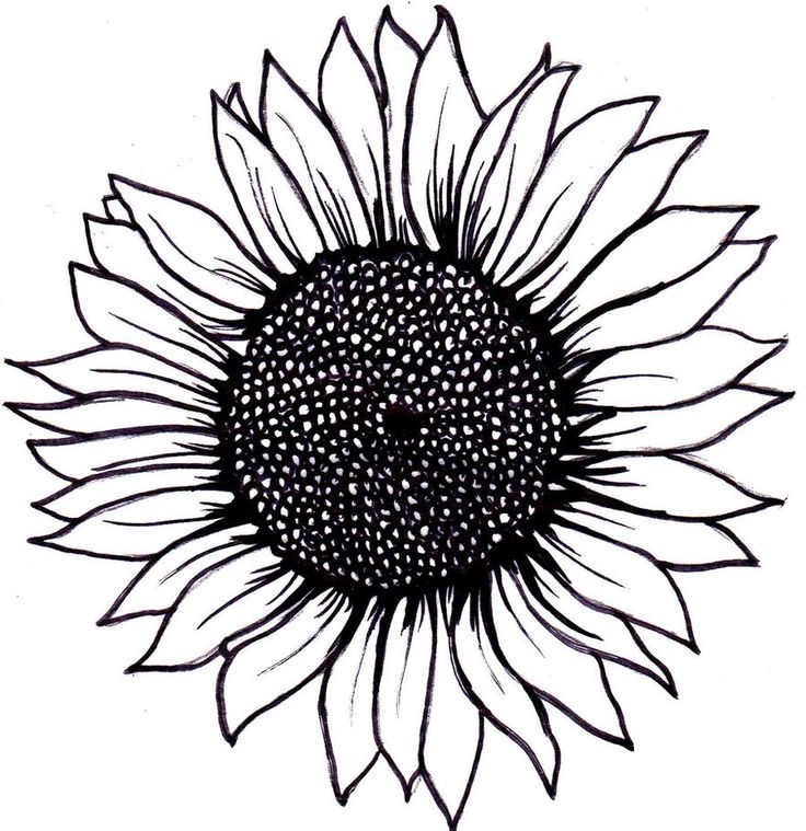 Sunflower Line Drawing at PaintingValley.com | Explore collection of