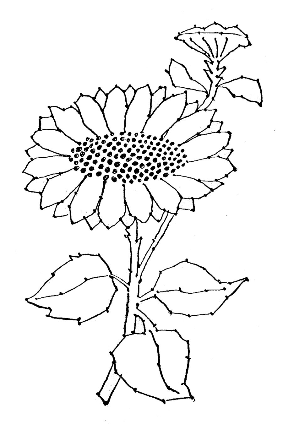 901x1350 Embroidery Pattern - Sunflower Line Drawing