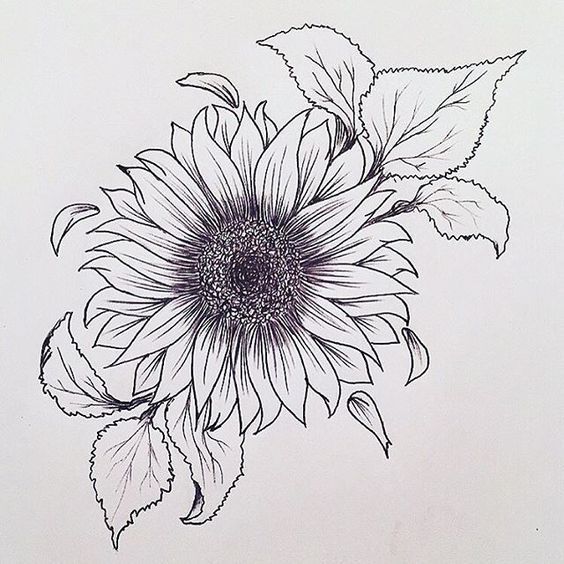 564x564 Image Result For Sunflower Line Drawings Art Tattoos - Sunflower Line Drawing