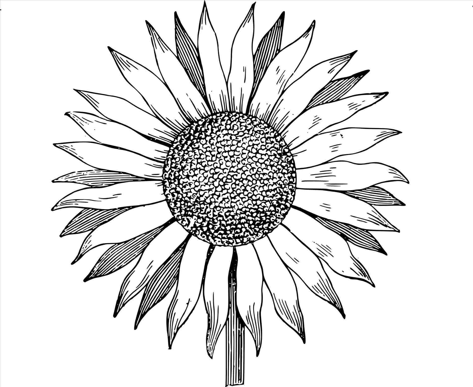 1899x1556 Outline Drawing Of A Sunflower - Sunflower Outline Drawing