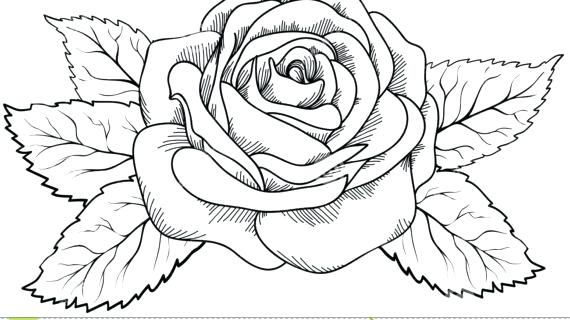 570x320 outline flower outline drawing of flowers lily flower drawing - Sunflower Outline Drawing