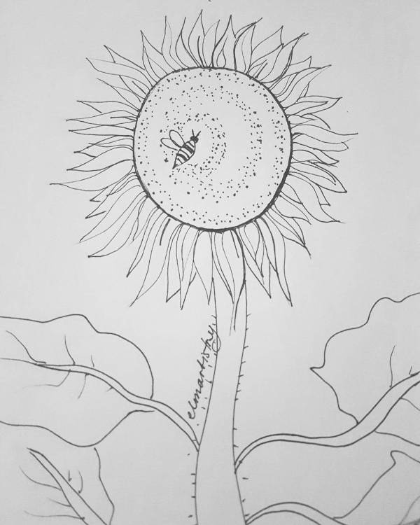 600x750 Sunflower Drawings - Sunflower Outline Drawing