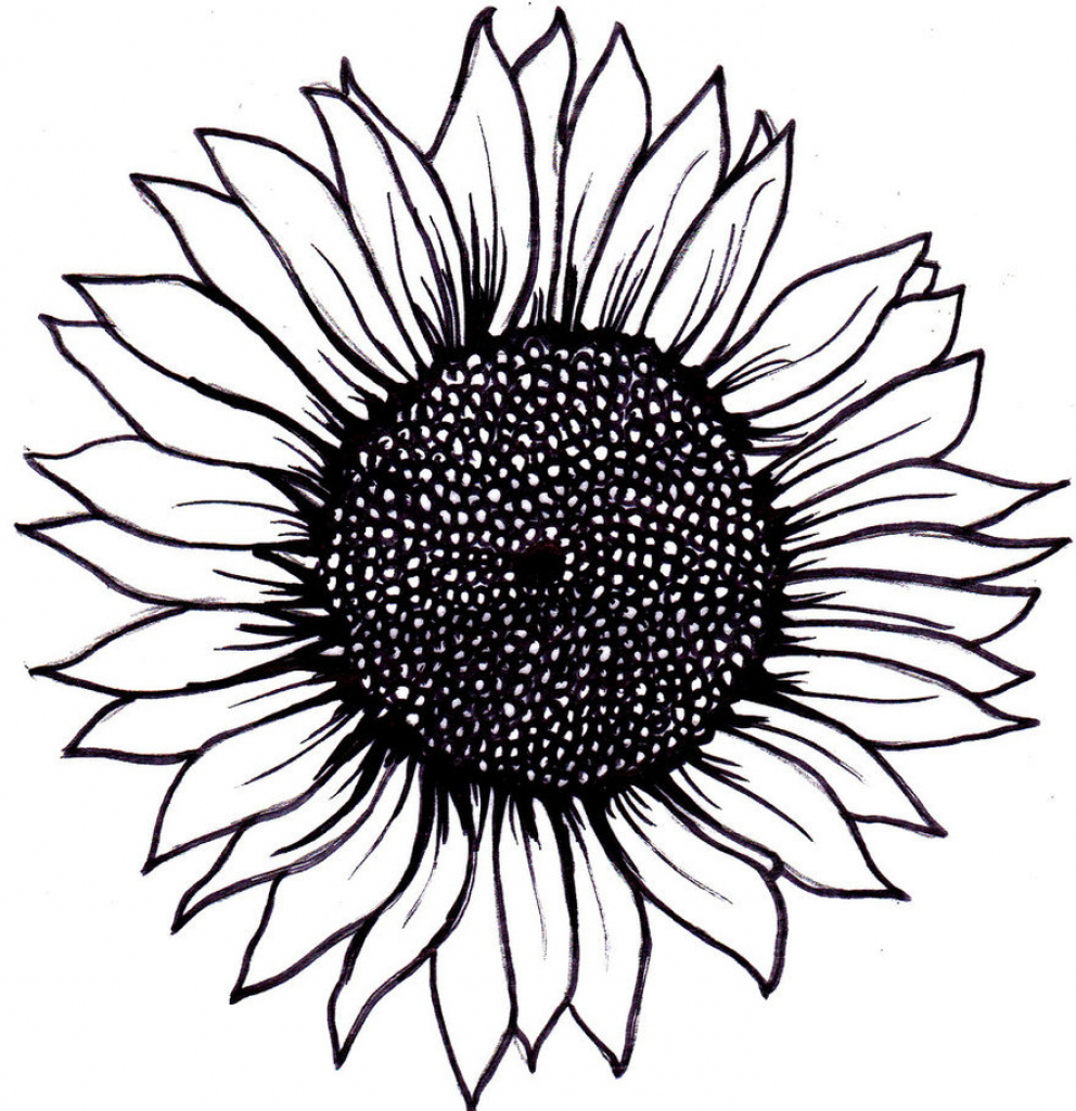 Download Sunflower Outline Drawing at PaintingValley.com | Explore ...