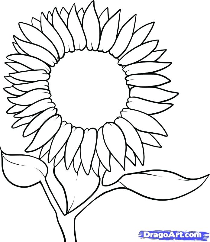695x801 Sunflower Images For Drawing Common Sunflower Drawing Sketch - Sunflower Outline Drawing