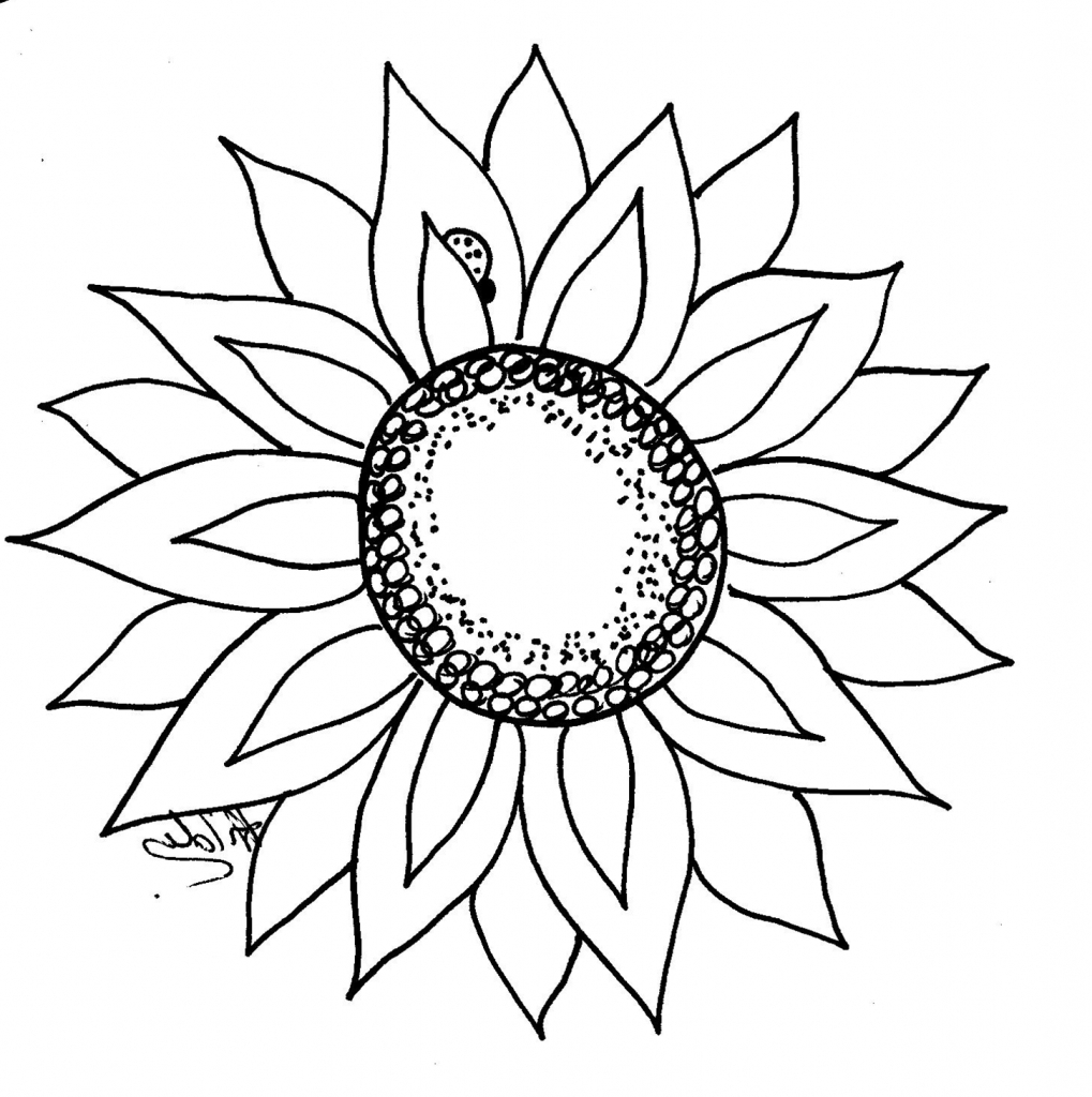 Sunflower Outline Drawing at Explore collection of