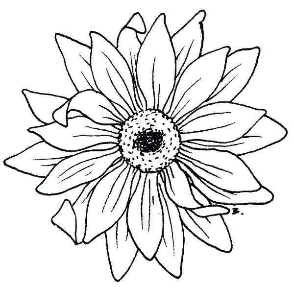 600x586 Sunflower Outlines Sunflower Flower Vector Drawing Hand Drawn - Sunflower Outline Drawing