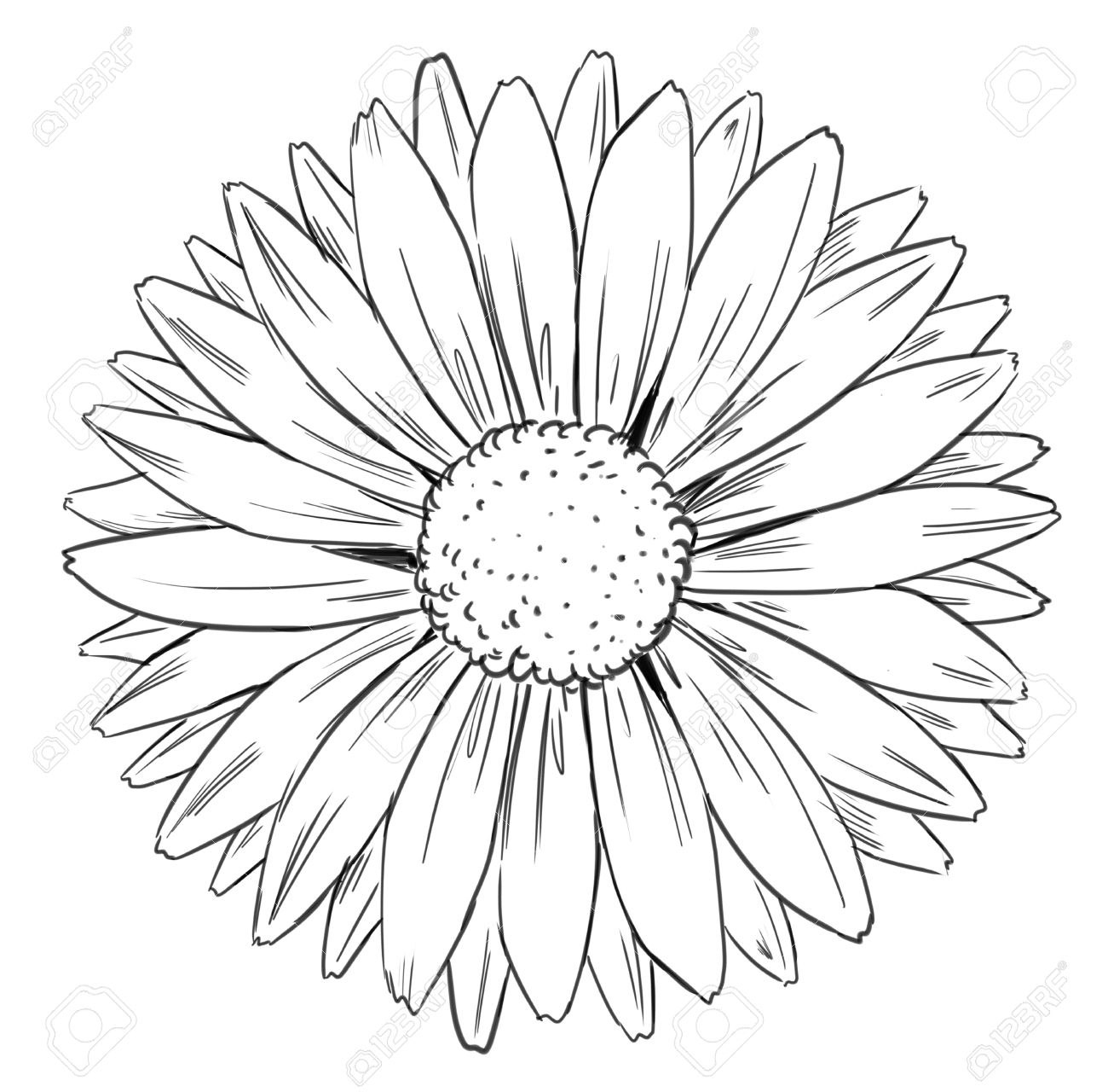 1300x1280 Sunflower Petals Clipart Great Free Clipart, Silhouette - Sunflower Outline Drawing