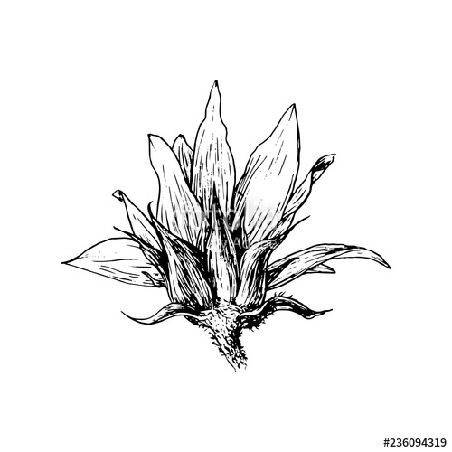 500x500 Sunflower Hand Drawn Vector Illustration Floral Ink Pen Sketch - Sunflower Outline Drawing