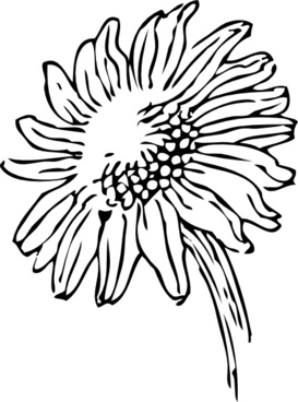 273x368 Sunflower Outline Free Vector Download - Sunflower Outline Drawing
