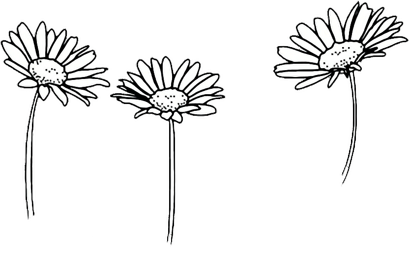 832x528 tumbler drawing outline transparent png clipart free download - Sunflower Outline Drawing