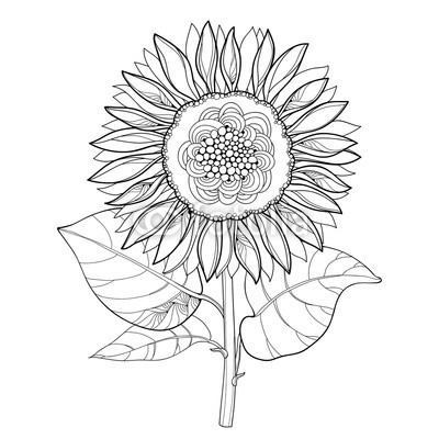 Sunflower Outline Drawing at PaintingValley.com | Explore collection of ...