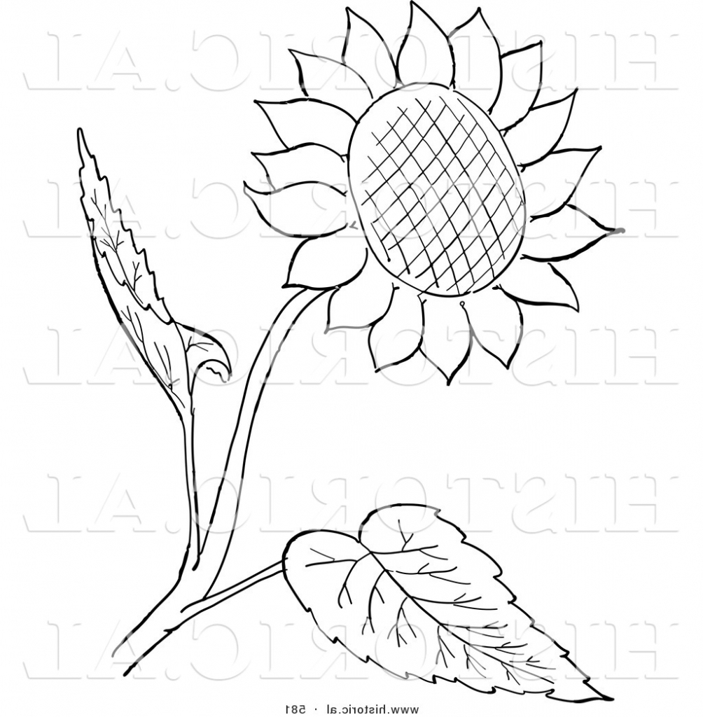 1004x1024 Drawn Sunflower Outline - Sunflower Outline Drawing