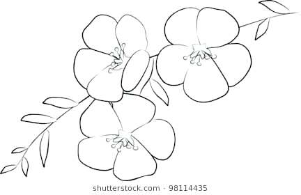 432x280 Fresh Flower Outline Drawing Coloring - Sunflower Outline Drawing