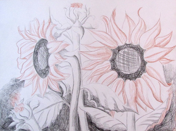 619x460 how to draw sunflowers - Sunflower Pencil Drawing