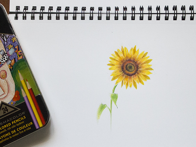 650x488 How To Draw A Colored Pencil Sunflower Step - Sunflower Pencil Drawing