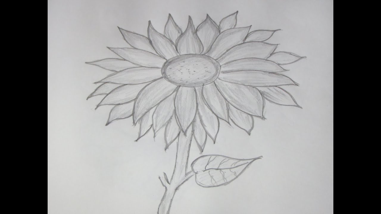 1280x720 How To Draw And Sketch A Sunflower Using Pencil - Sunflower Pencil Drawing