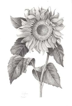236x345 pencil drawing sunflowers - Sunflower Pencil Drawing