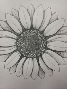 236x314 pictures pencil drawings of sunflowers - Sunflower Pencil Drawing