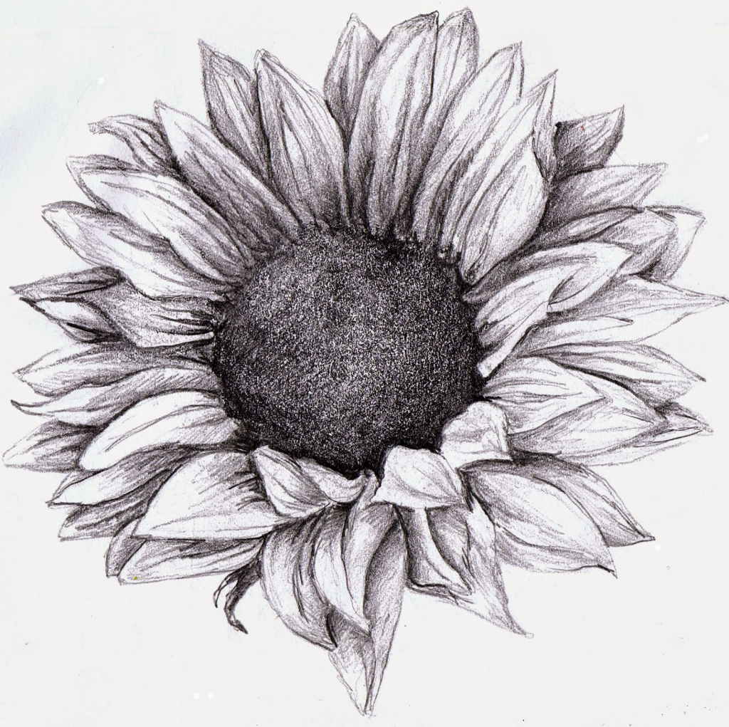 sunflower-pencil-drawing-at-paintingvalley-explore-collection-of