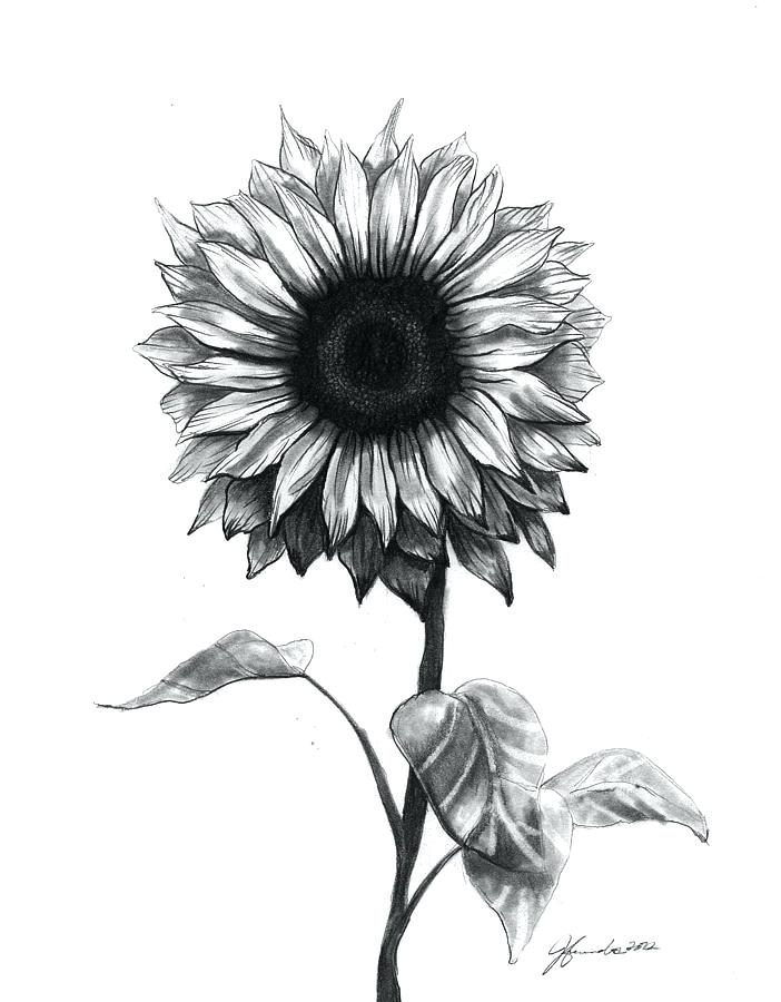 Sunflower Pencil Drawing at PaintingValley.com | Explore collection of