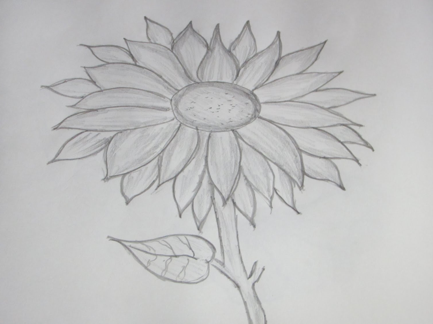 1500x1125 sunflower pencil drawing and drawings of sunflowers drawings - Sunflower Pencil Drawing