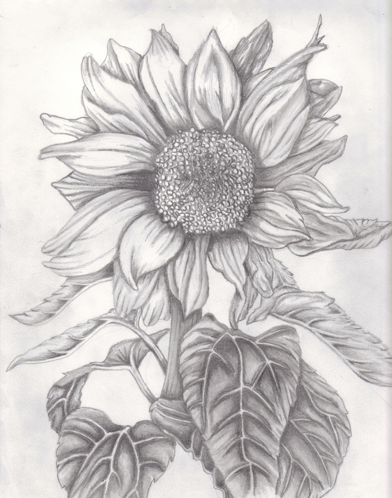 806x1024 sunflower pencil drawing and drawings of sunflowers pencil - Sunflower Pencil Drawing