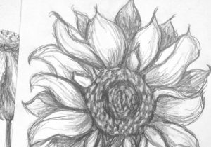 300x210 sunflower pencil sketch pencil drawings of sunflowers sunflower - Sunflower Pencil Drawing