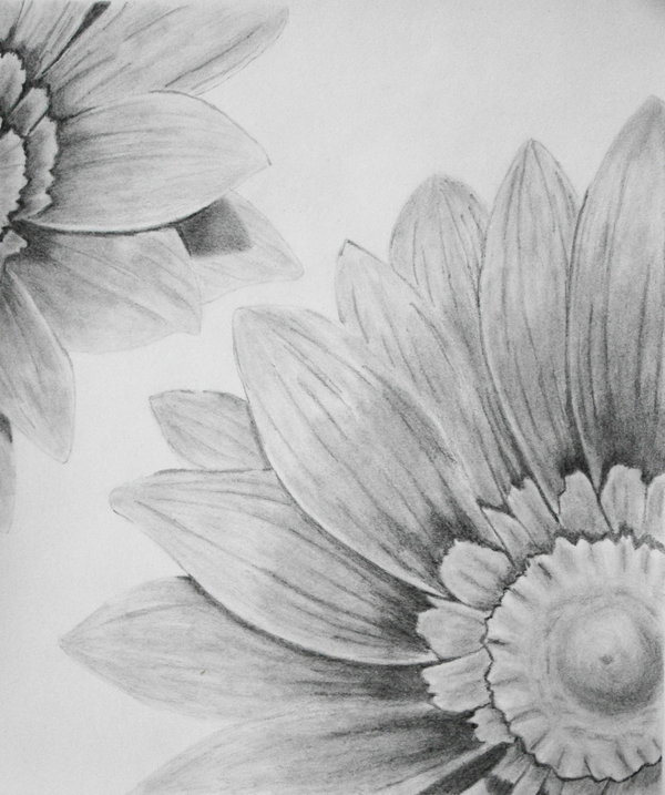 600x717 Sunflower Drawing Pencil For Free Download - Sunflower Pencil Drawing