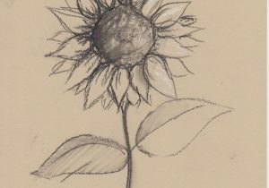 300x210 sunflower pencil sketch realistic sunflower drawing sunflower - Sunflower Pencil Drawing