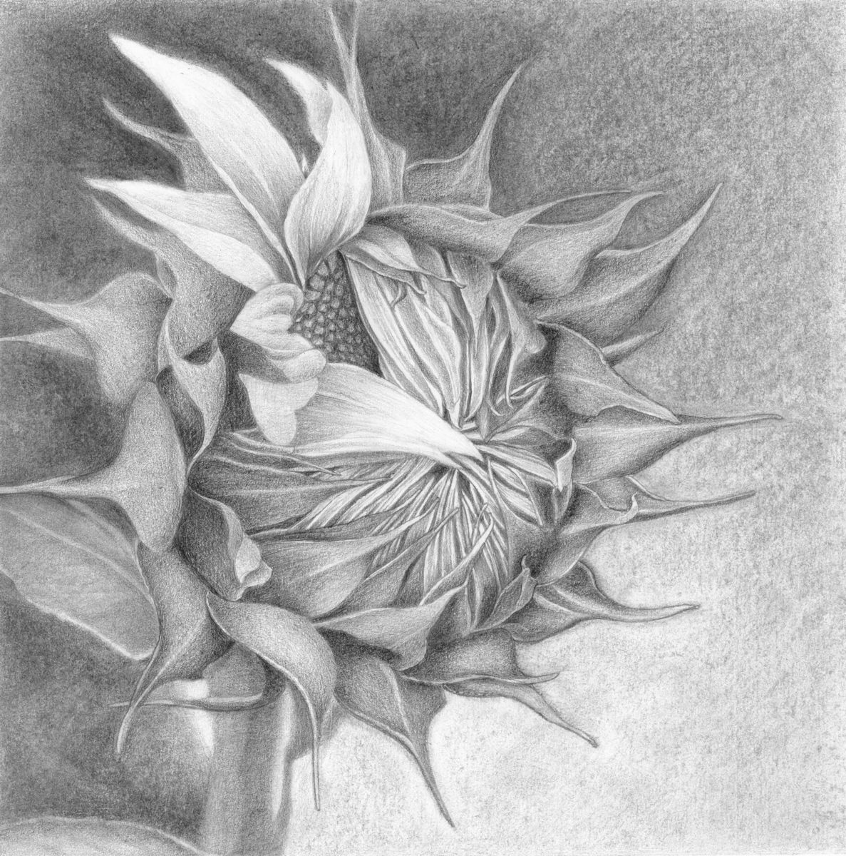 1187x1200 The Birth Of A Sunflower Drawing - Sunflower Pencil Drawing