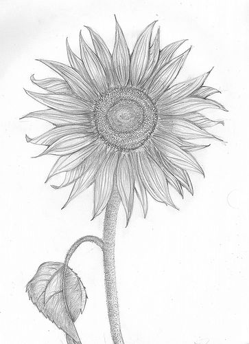 363x500 pencil sketch pyrography patterns - Sunflower Pencil Drawing