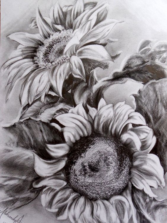 Sunflower Pencil Drawing at Explore collection of