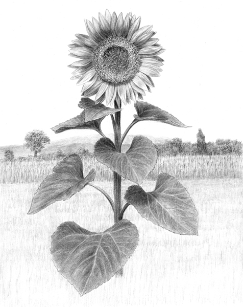 476x600 Diane Cardaci Fine Art Pencil Drawings Realistic Paintings - Sunflower Pencil Drawing