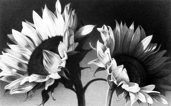 700x432 Floral Pencil Drawings - Sunflower Pencil Drawing