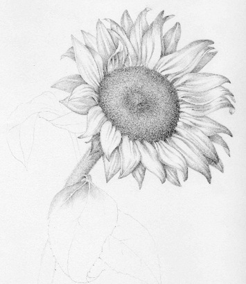 355x409 again sunflower tattoo drawing tattoo ideas - Sunflower Tattoo Drawing