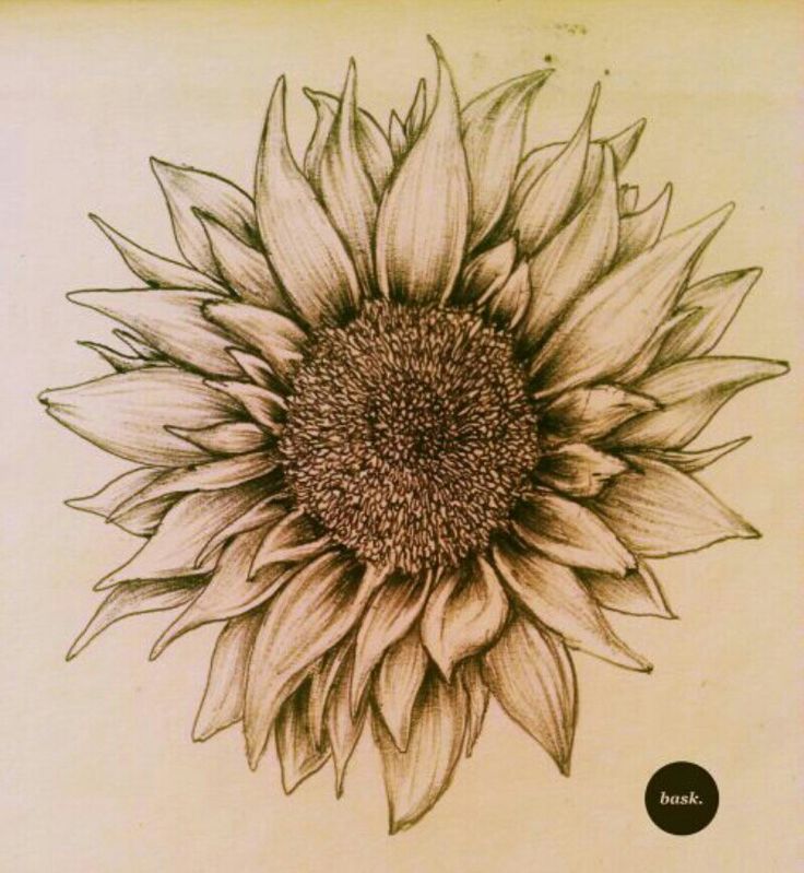 736x799 Nice Sunflower Tattoo Design Sample - Sunflower Tattoo Drawing