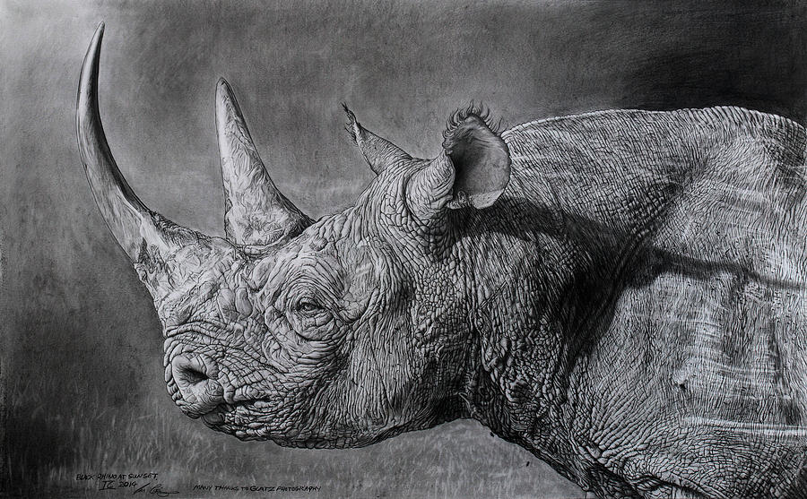 900x557 Black Rhino At Sunset Drawing - Sunset Drawing Black And White