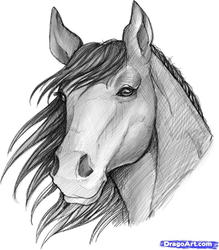 875x996 Super Cool Horse Drawing Sydney - Super Cool Drawings