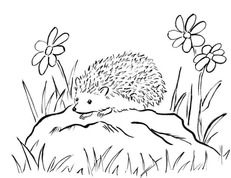 760x586 Hedgehog Coloring - Super Shadow Drawing