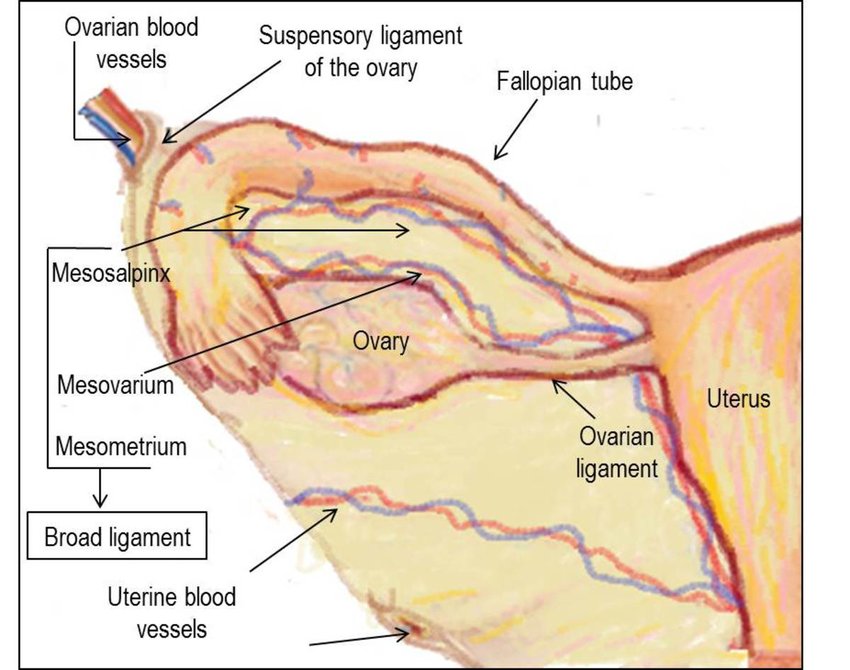 850x670 Drawing Of The Fallopian Tube Anatomy - Supply Drawing
